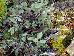 Arctostaphylos × media