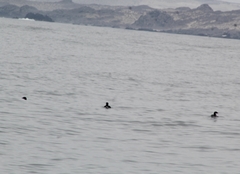 Pelecanoides garnotii