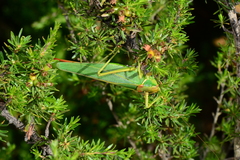 Terpandrus endota