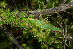 Terpandrus endota