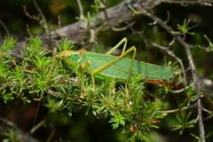 Terpandrus endota