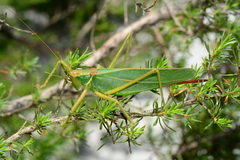 Terpandrus endota