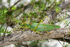 Terpandrus endota