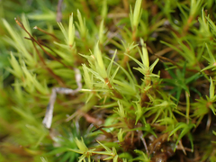 Dicranum howellii