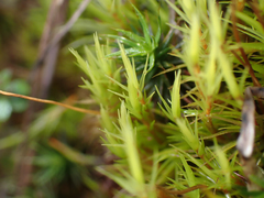 Dicranum howellii