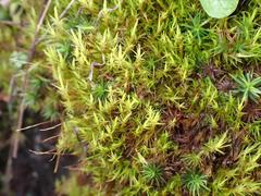 Dicranum howellii