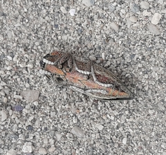 Ectinogonia roitmani