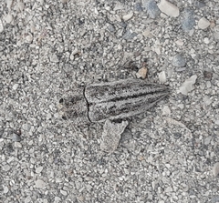 Ectinogonia roitmani