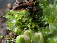 Fossombronia longiseta