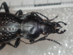 Carabus chevrolati