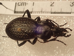 Carabus chevrolati