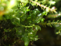 Fossombronia longiseta