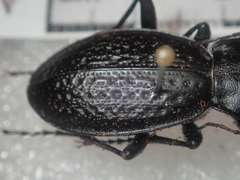 Carabus chevrolati