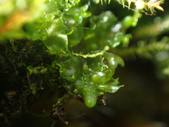 Fossombronia longiseta