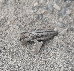 Ectinogonia roitmani