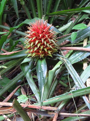 Aechmea magdalenae
