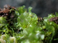 Fossombronia longiseta