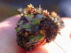Mannia gracilis