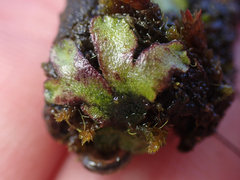 Mannia gracilis