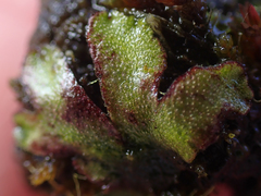 Mannia gracilis