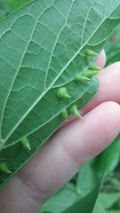 Celticecis spiniformis