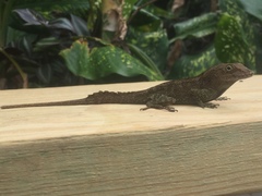 Anolis cristatellus wileyae