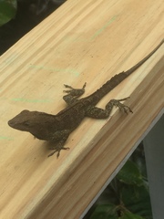 Anolis cristatellus wileyae