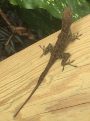 Anolis cristatellus wileyae