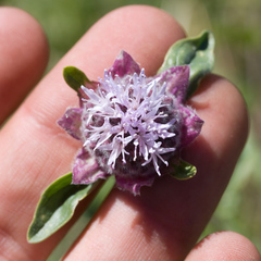 Monardella odoratissima glauca