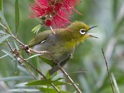 Swinhoe's White-eye (Zosterops simplex), photo 9