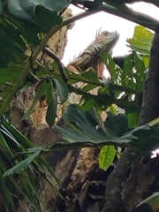Iguana iguana