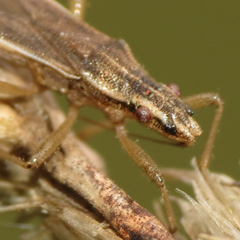 Darmistus subvittatus