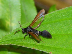 Aegerina