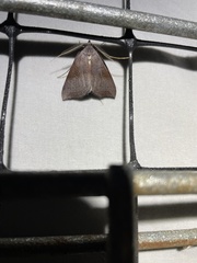 Scotorythra hecataea