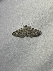 Eupithecia monticolans
