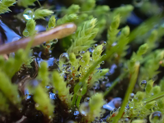 Philonotis capillaris