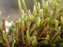 Philonotis capillaris