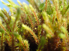 Philonotis capillaris