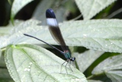 Psolodesmus mandarinus mandarinus