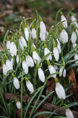 Galanthus nivalis