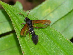 Aegerina