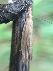Bactra noteraula