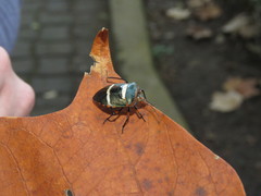 Pharypia nitidiventris