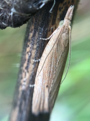 Bactra noteraula