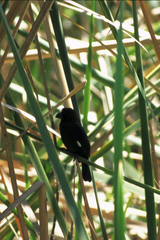 Amblyospiza albifrons