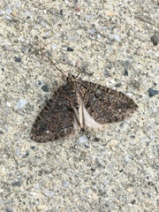 Hydriomena albifasciata