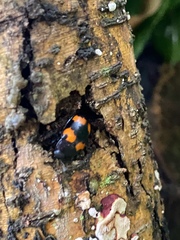 Aulacocheilus quadripustulatus