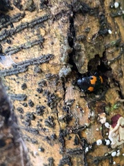 Aulacocheilus quadripustulatus