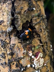 Aulacocheilus quadripustulatus