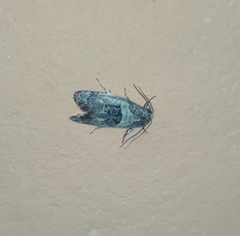 Lepidoptera